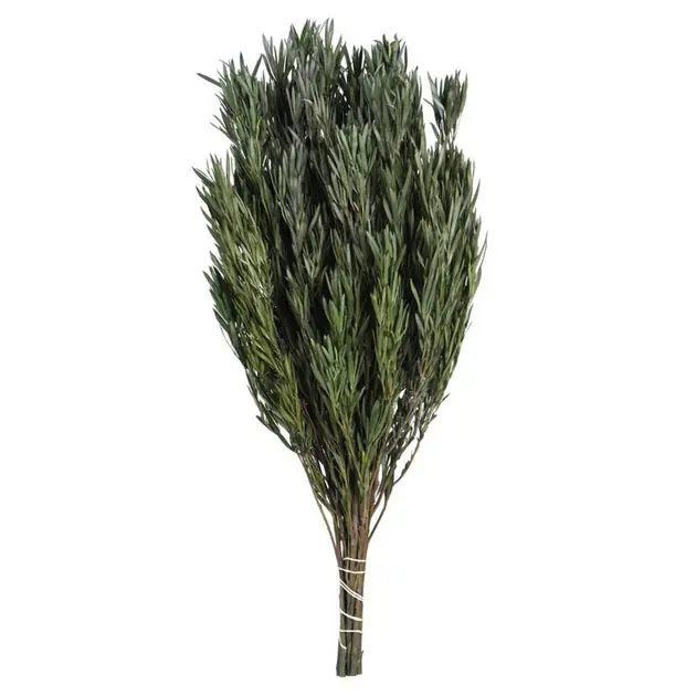 Vickerman 12" Green Salignum, Male, Includes 6-7 oz per Bundle, Dried Today Only