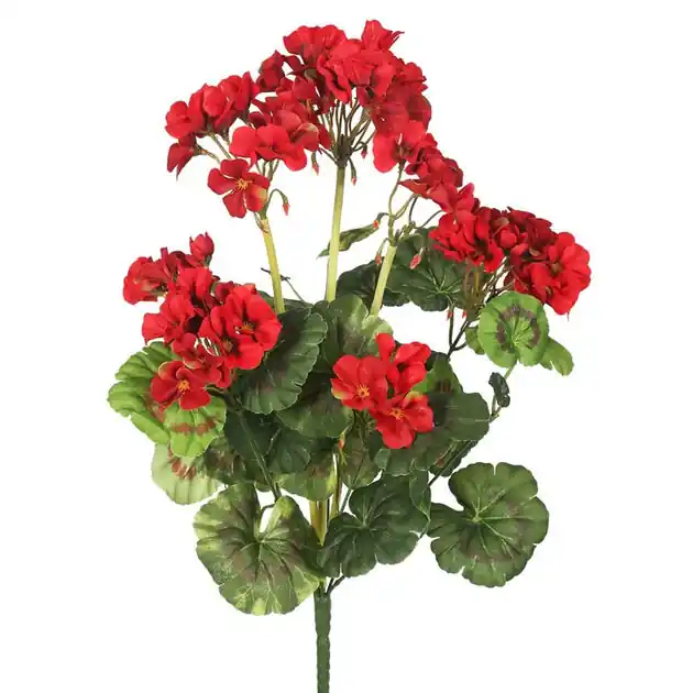 20" Red Geranium Bushes 4-Pack Deal
