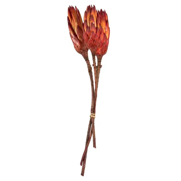 8"-12" Dried and Preserved Natural Red Repens on Natural Stem 180 Per Case Super Sale