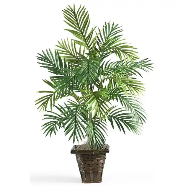 New Release Areca Palm with Wicker Basket