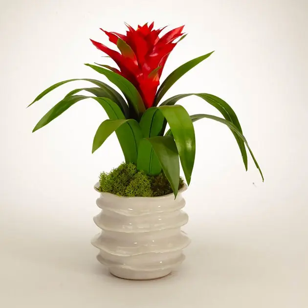 Bargain Red Bromeliad in White Wavy Pot